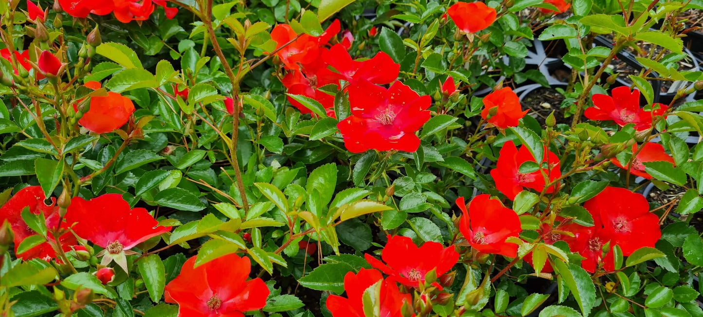 Rosa Landscape Flower Carpet Orange - View 1 from www redcrocus com
