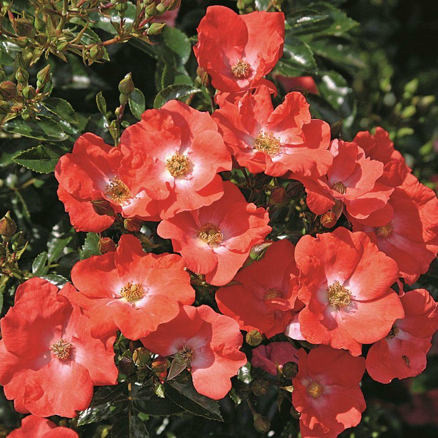 Rosa Landscape Flower Carpet Orange - View 2 from www redcrocus com