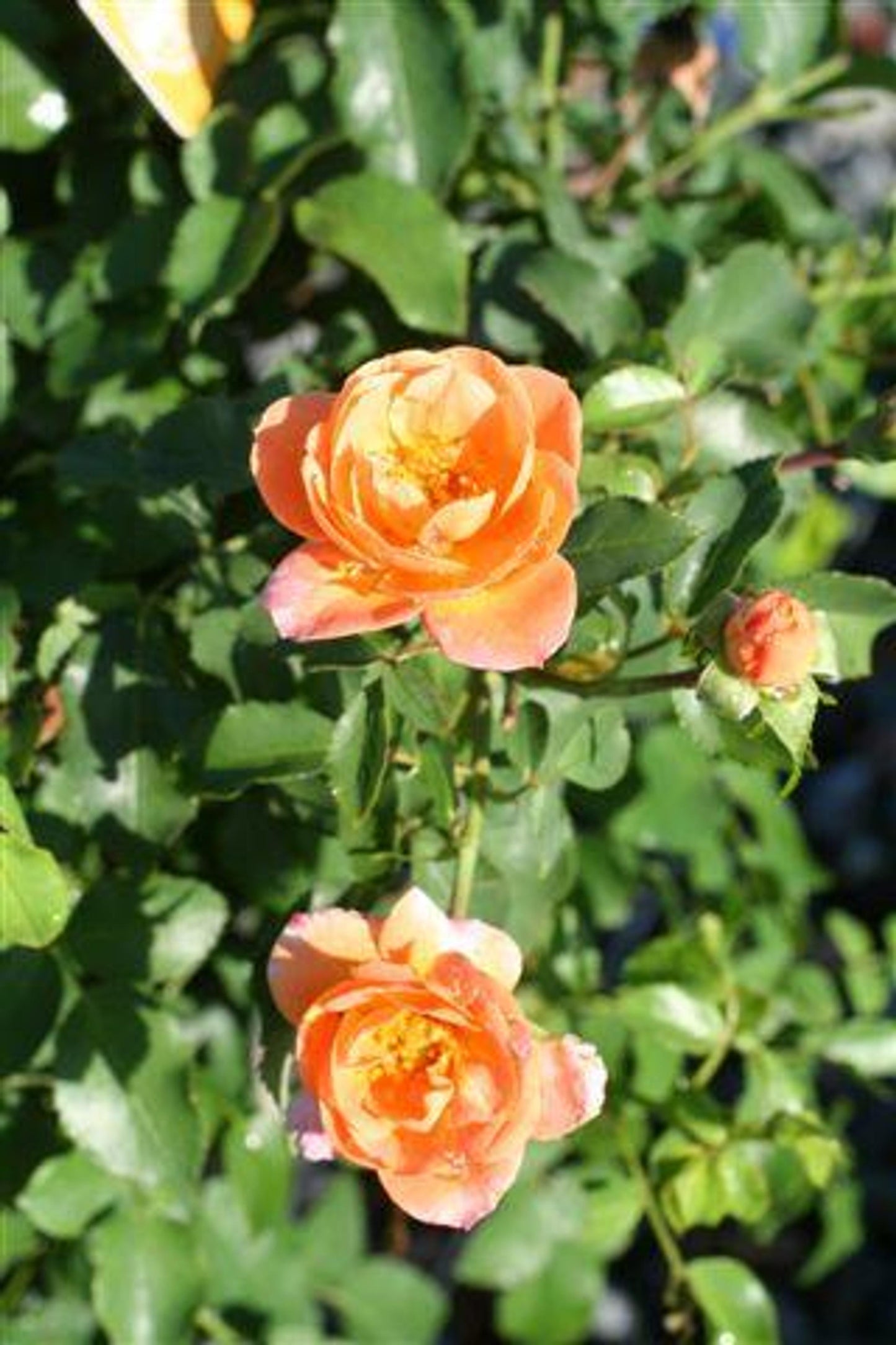 Rosa Landscape Flower Carpet Orange - View 3 from www redcrocus com