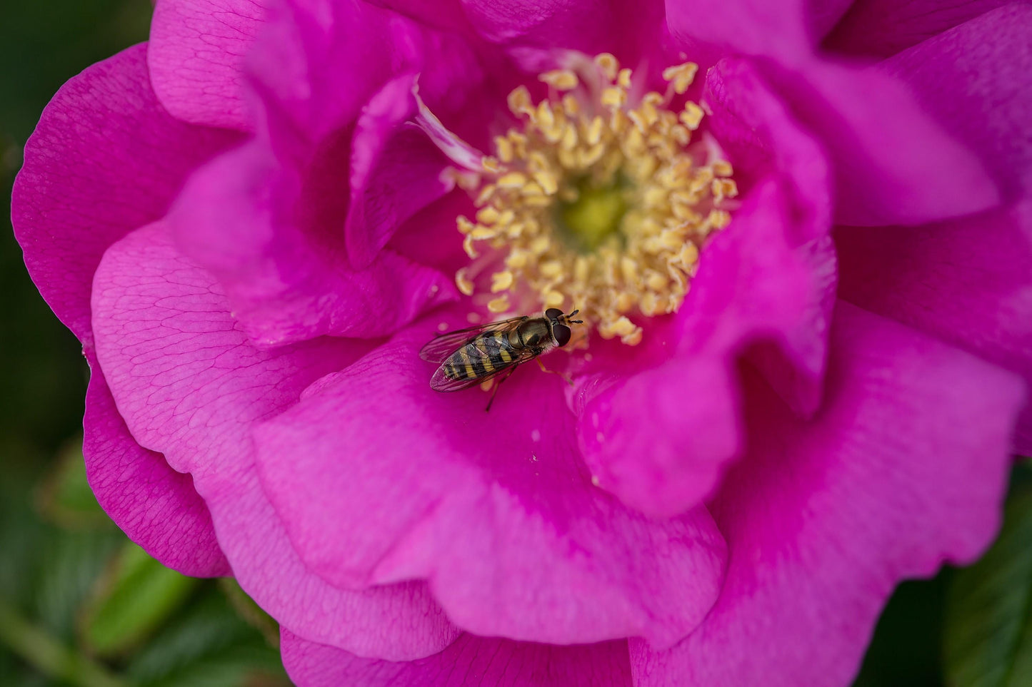 Rosa, Landscape 'lotty's Love' - View 14 from www redcrocus com