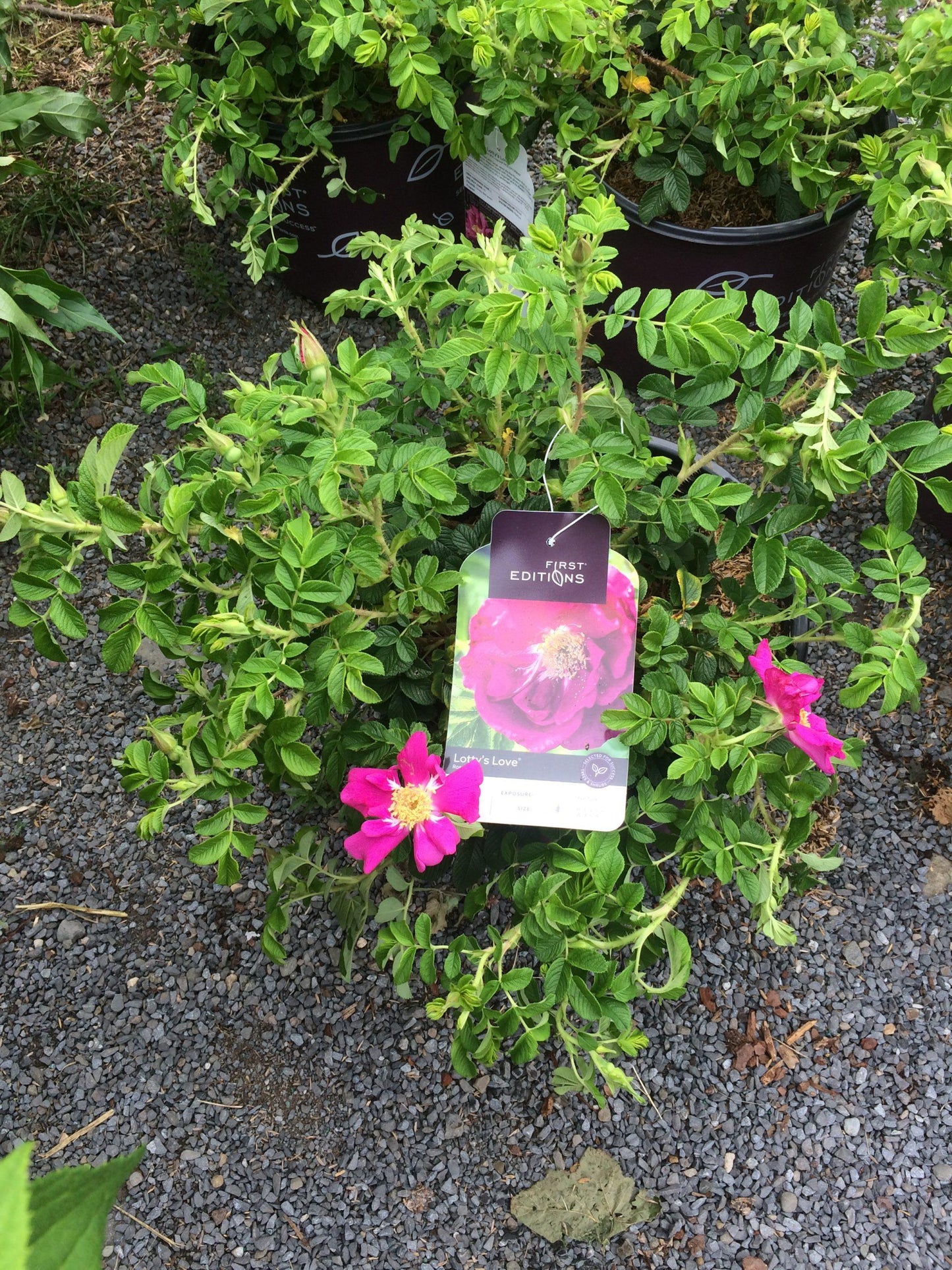 Rosa, Landscape 'lotty's Love' - View 15 from www redcrocus com