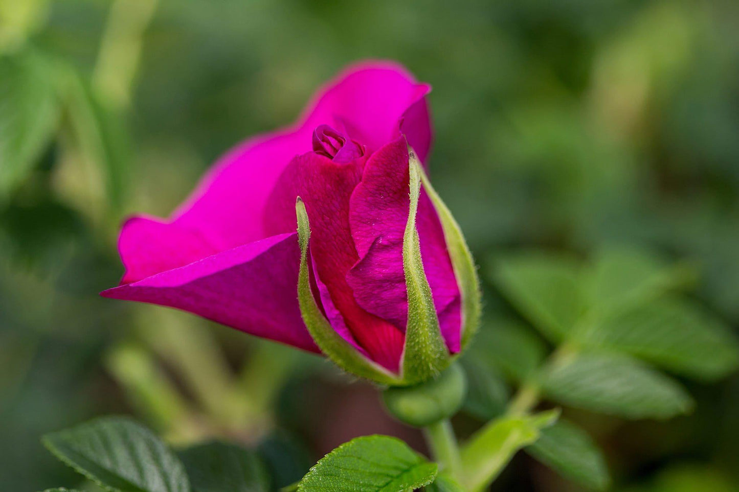 Rosa, Landscape 'lotty's Love' - View 17 from www redcrocus com