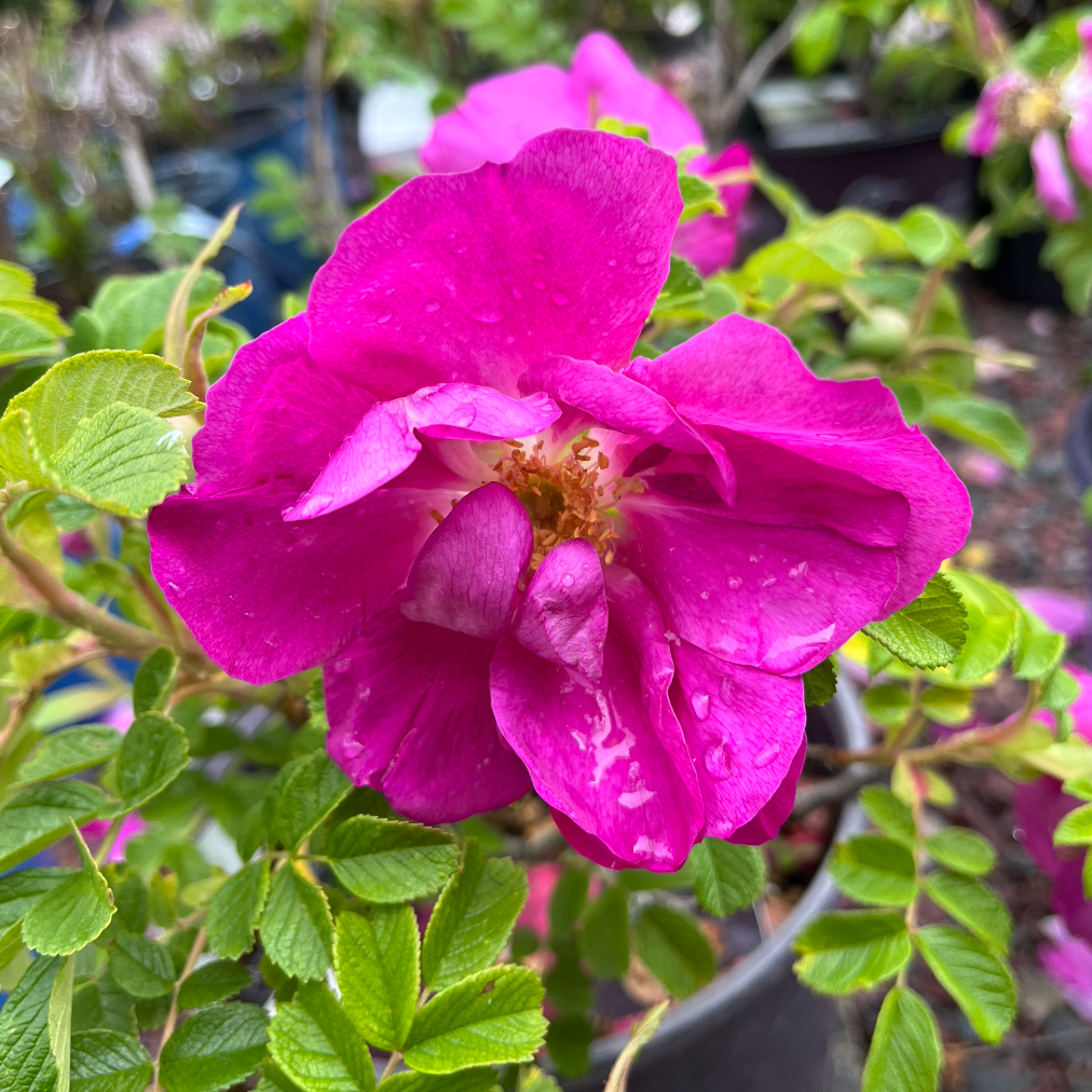 Rosa, Landscape 'lotty's Love' - View 5 from www redcrocus com