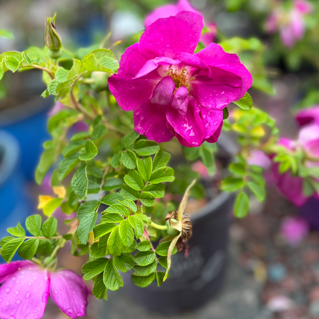 Rosa, Landscape 'lotty's Love' - View 7 from www redcrocus com