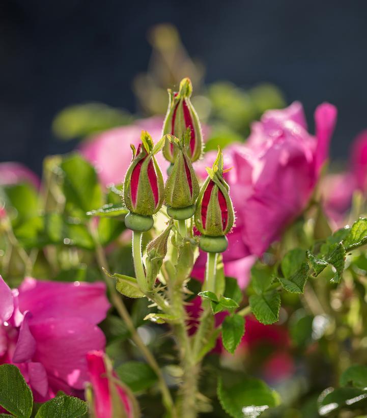 Rosa Landscape Lotty S Love - View 10 from www redcrocus com
