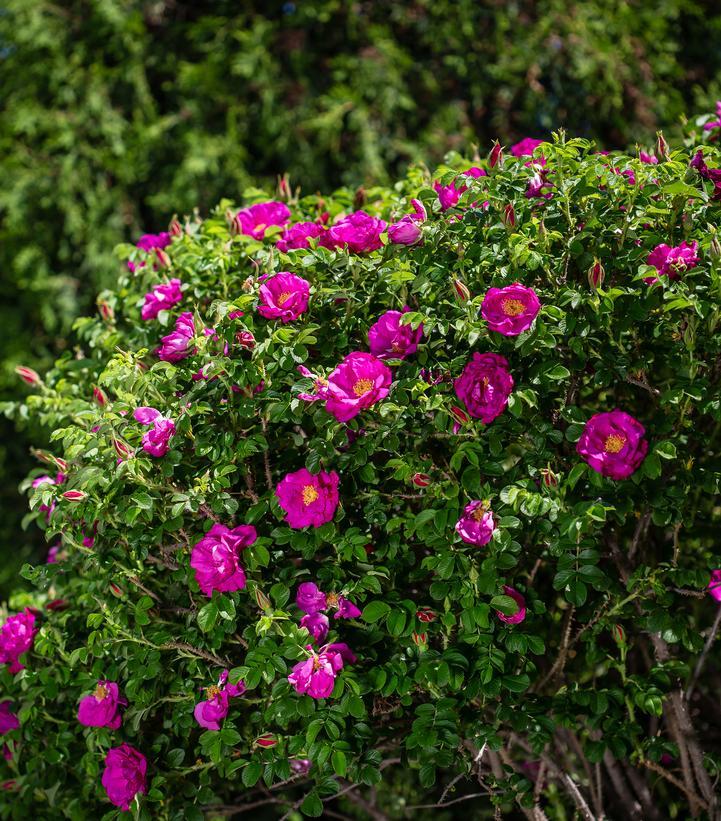 Rosa Landscape Lotty S Love - View 11 from www redcrocus com