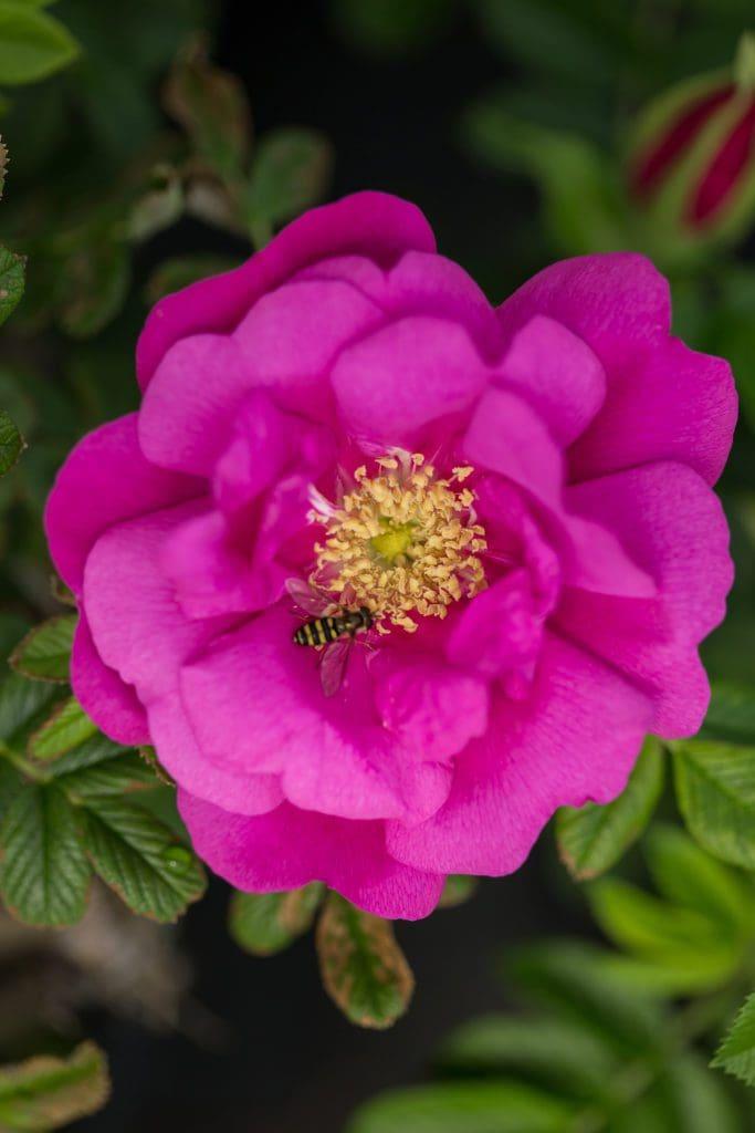 Rosa Landscape Lotty S Love - View 16 from www redcrocus com