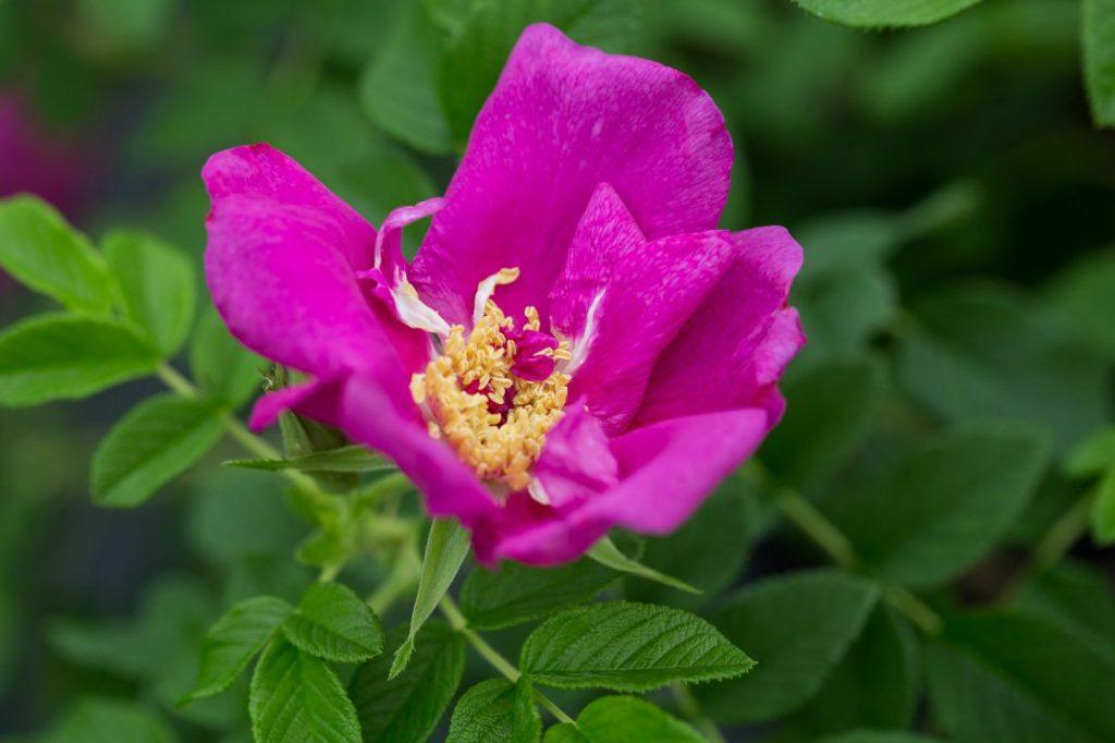 Rosa Landscape Lotty S Love - View 4 from www redcrocus com