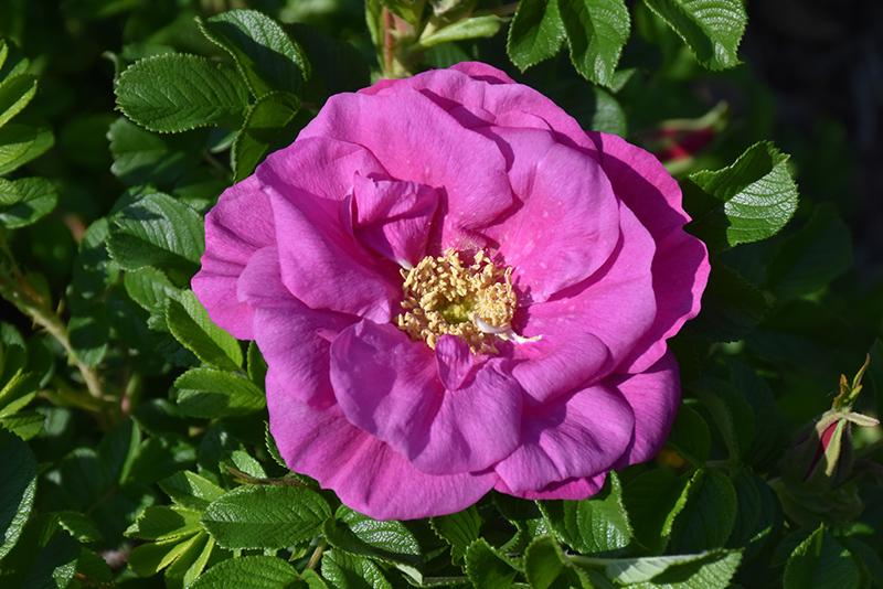 Rosa Landscape Lotty S Love - View 5 from www redcrocus com