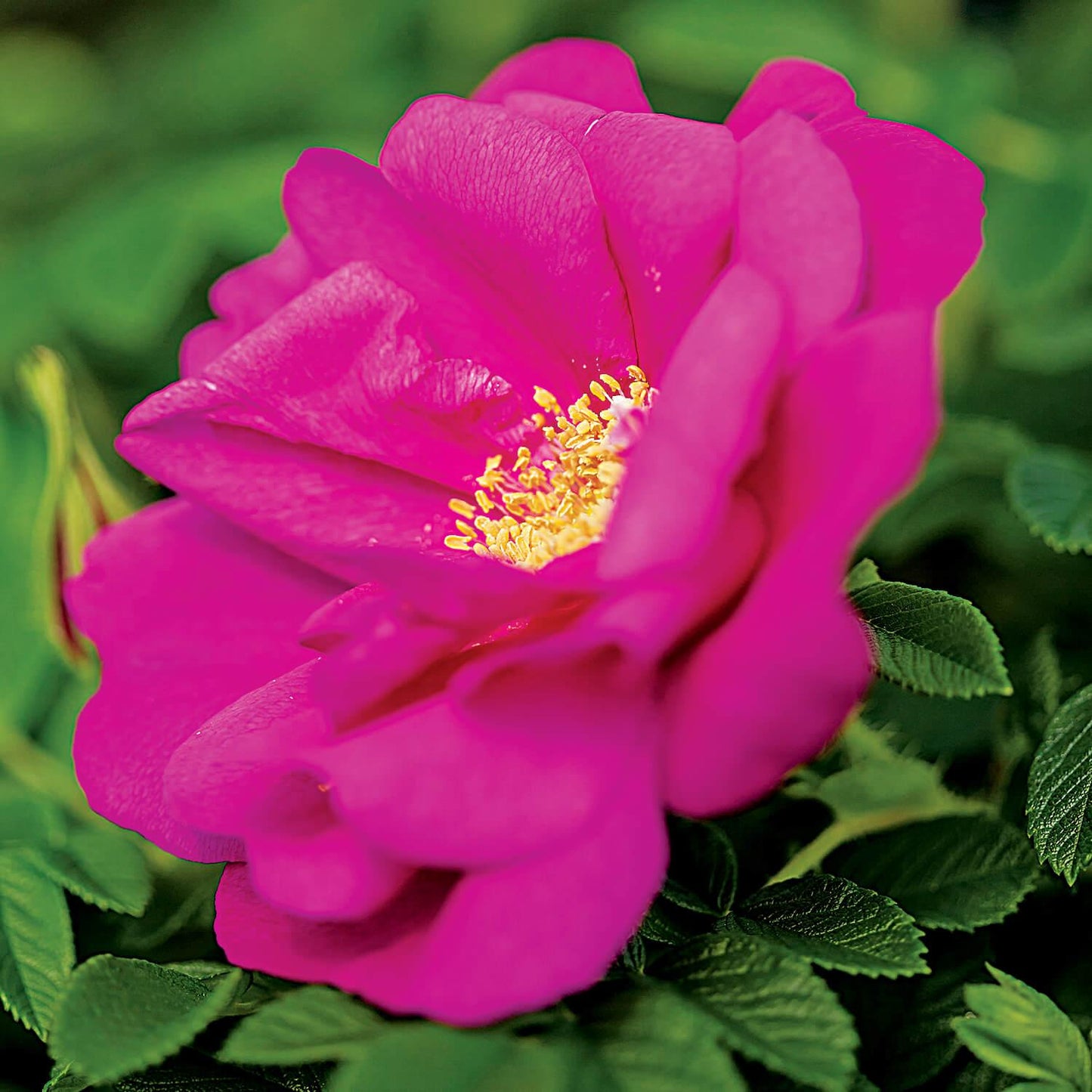 Rosa Landscape Lotty S Love - View 7 from www redcrocus com