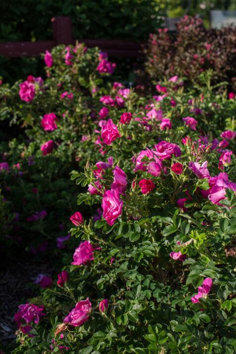 Rosa Landscape Lotty S Love - View 8 from www redcrocus com