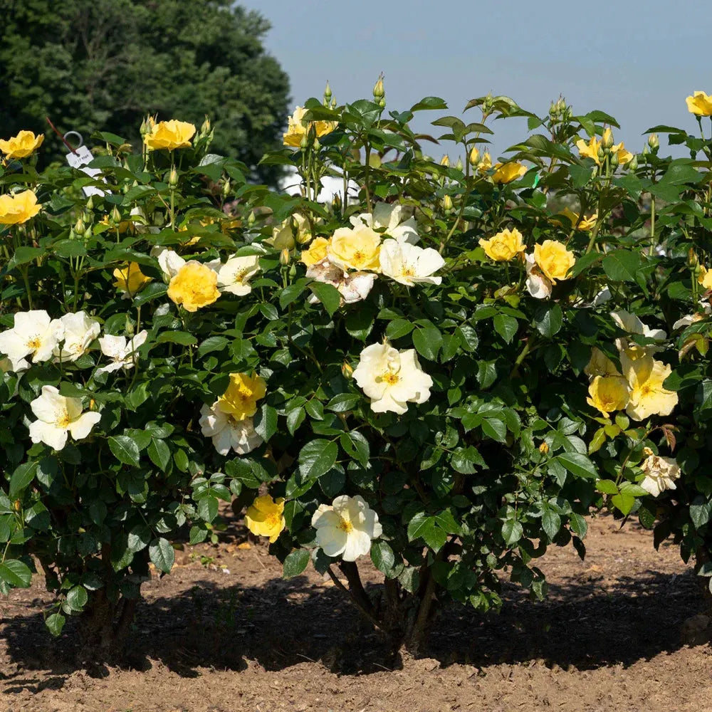Rosa, Landscape 'easy Bee Zy Knock Out' - View 9 from www redcrocus com
