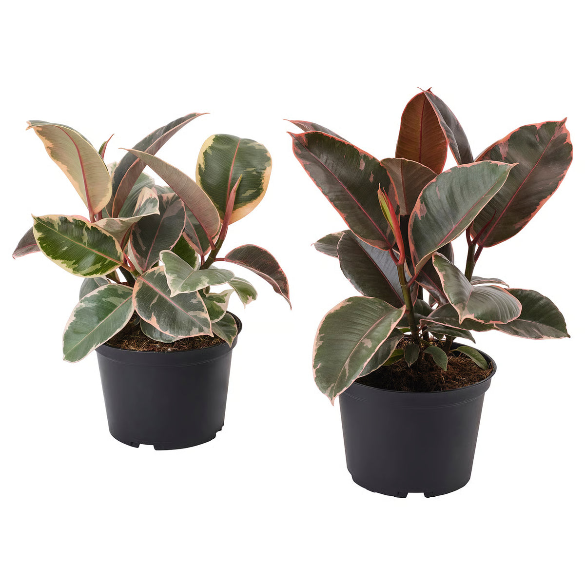 RedCrocus Ficus Teneke Tricolor | Variegated Indoor Evergreen Plant | Pet & Child Safety | Easy Care for Home & Office | Foliage 8" Pot