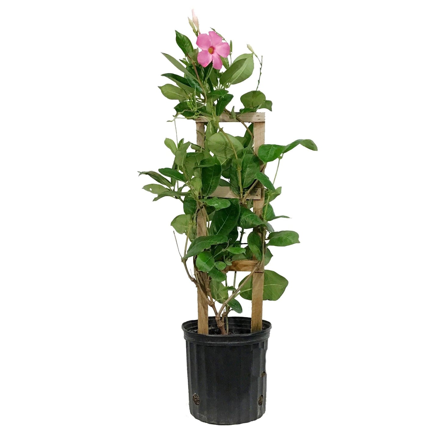 Mandevilla X Mini Pink Trellis - View 10 from www redcrocus com