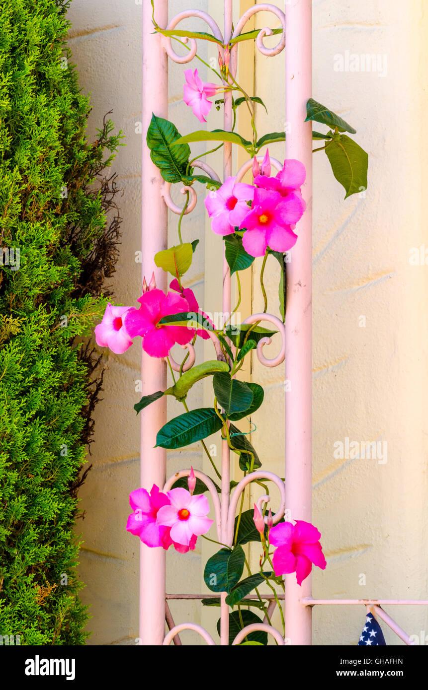 Mandevilla X Mini Pink Trellis - View 12 from www redcrocus com