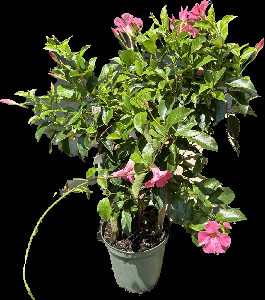 Mandevilla X Mini Pink Trellis - View 14 from www redcrocus com