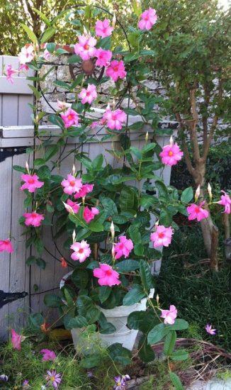 Mandevilla X Mini Pink Trellis - View 15 from www redcrocus com
