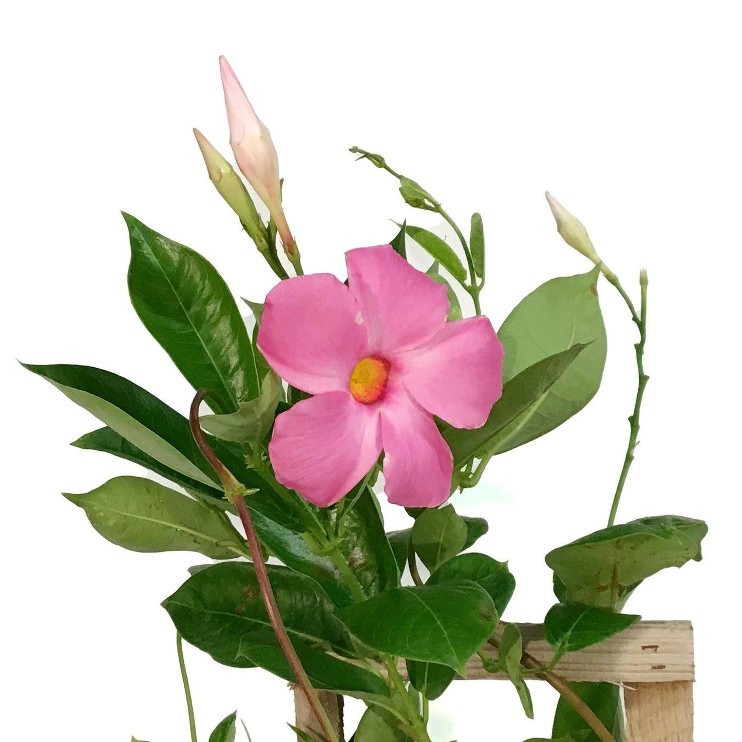 Mandevilla X Mini Pink Trellis - View 9 from www redcrocus com