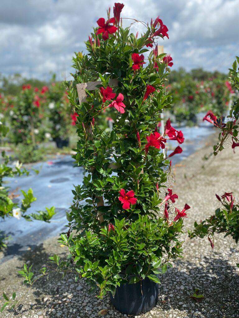 Mandevilla X Red Trellis - View 10 from www redcrocus com