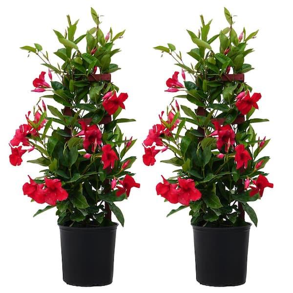 Mandevilla X Red Trellis - View 11 from www redcrocus com