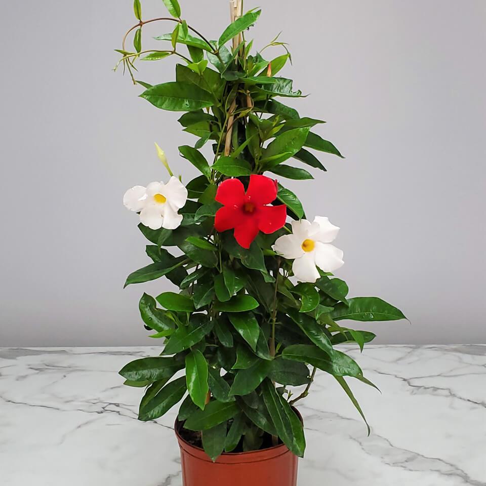 Mandevilla X Red Trellis - View 15 from www redcrocus com