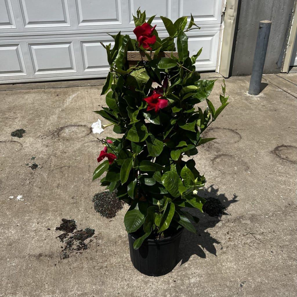 Mandevilla X Red Trellis - View 16 from www redcrocus com
