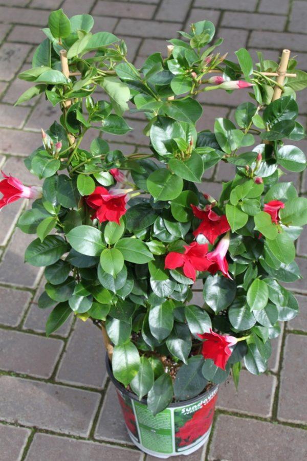 Mandevilla X Red Trellis - View 17 from www redcrocus com