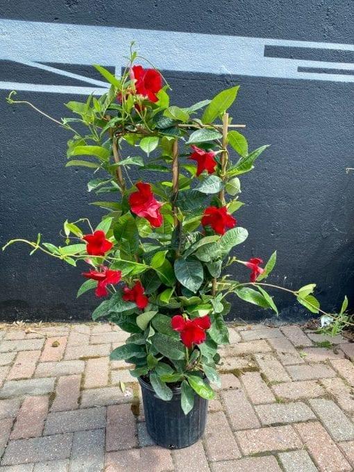Mandevilla X Red Trellis - View 5 from www redcrocus com
