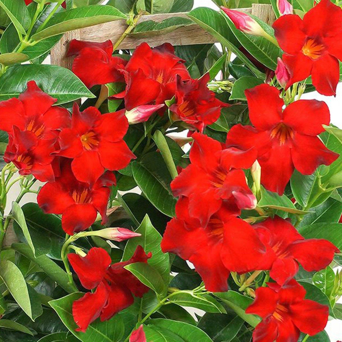 Mandevilla X Red Trellis - View 6 from www redcrocus com