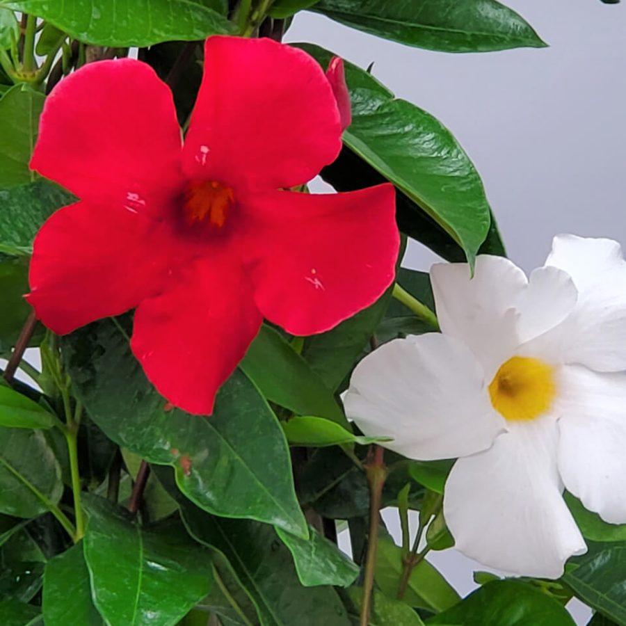Mandevilla X Red Trellis - View 7 from www redcrocus com