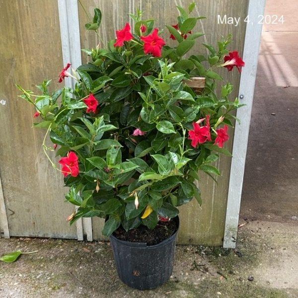 Mandevilla X Red Trellis - View 9 from www redcrocus com