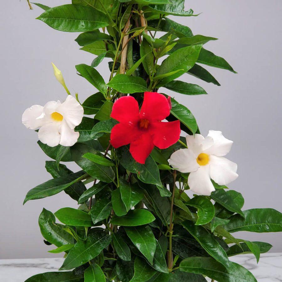 Mandevilla X White Trellis - View 11 from www redcrocus com