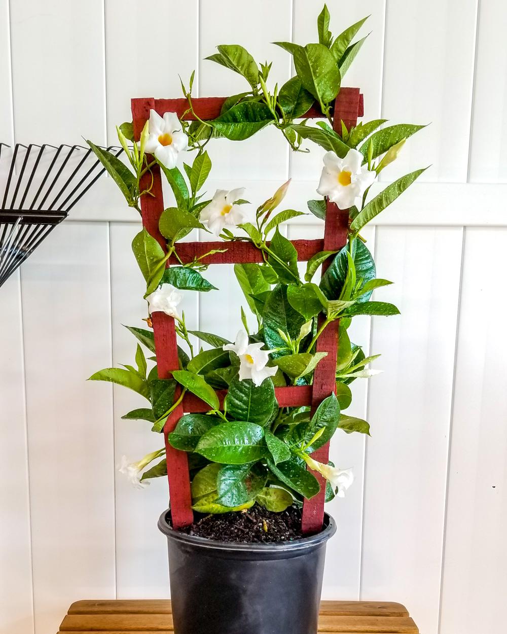 Mandevilla X White Trellis - View 12 from www redcrocus com