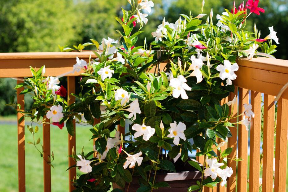 Mandevilla X White Trellis - View 13 from www redcrocus com