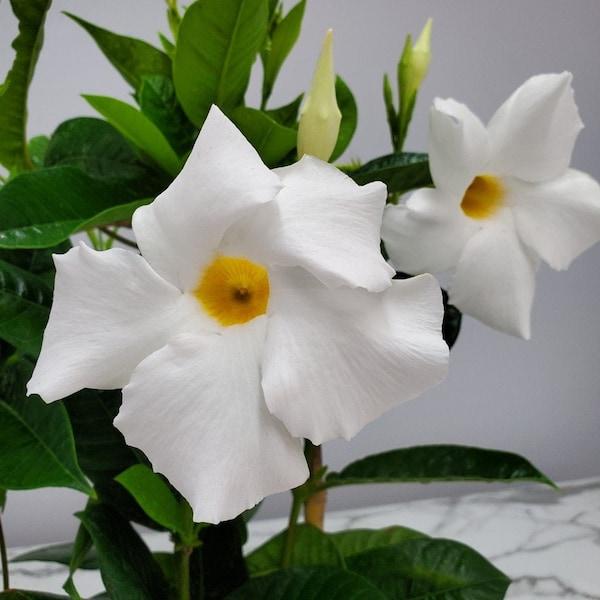 Mandevilla X White Trellis - View 14 from www redcrocus com