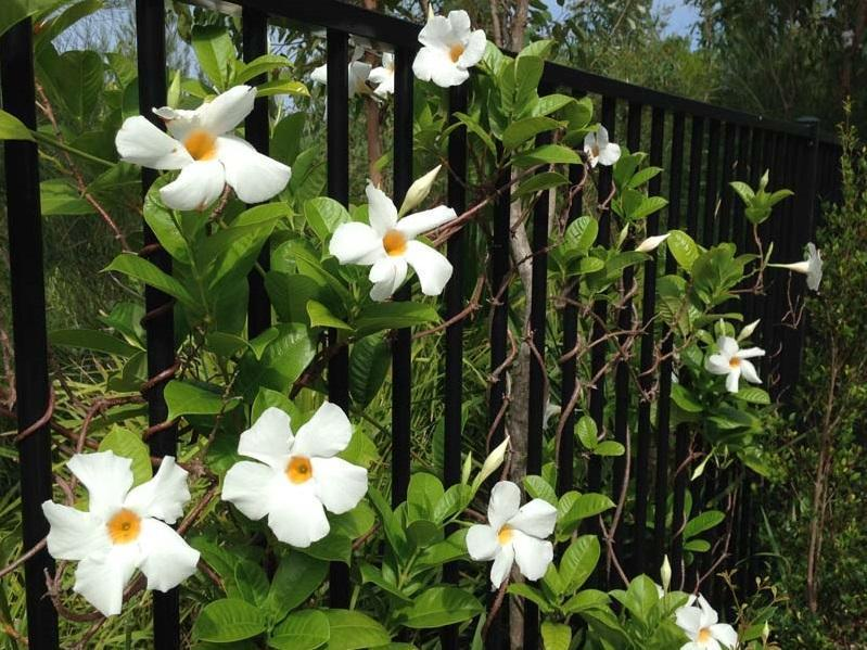 Mandevilla X White Trellis - View 17 from www redcrocus com