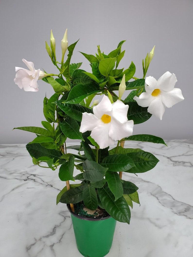 Mandevilla X White Trellis - View 18 from www redcrocus com