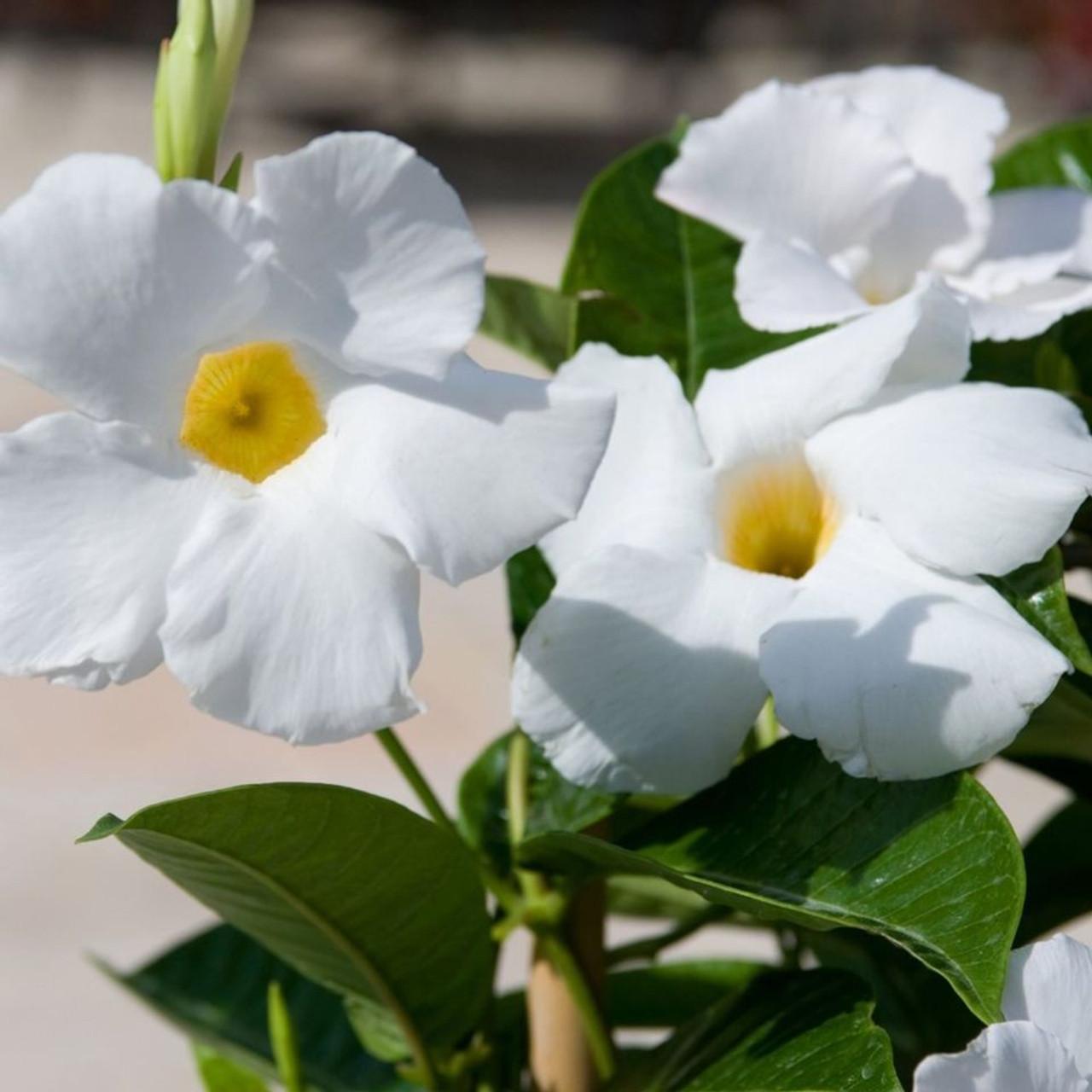 Mandevilla X White Trellis - View 1 from www redcrocus com