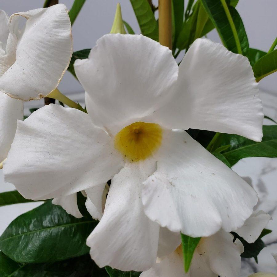 Mandevilla X White Trellis - View 2 from www redcrocus com