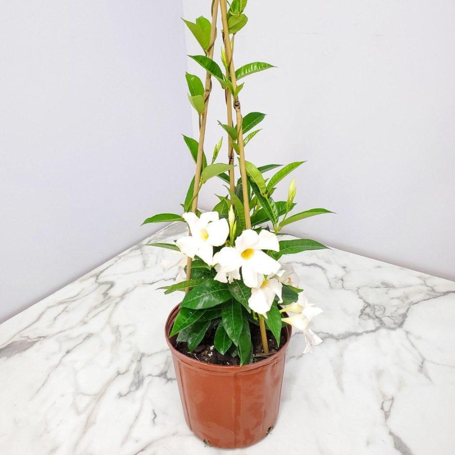Mandevilla X White Trellis - View 3 from www redcrocus com