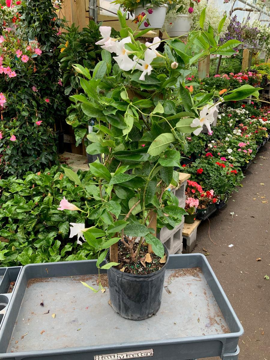 Mandevilla X White Trellis - View 4 from www redcrocus com