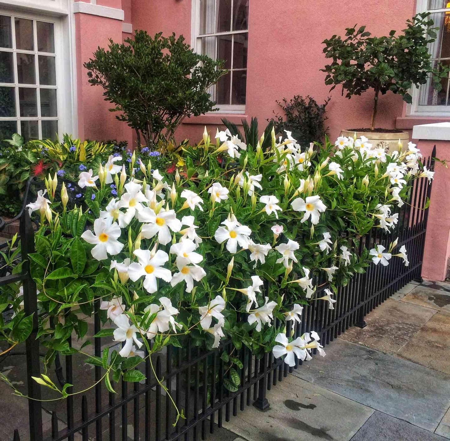 Mandevilla X White Trellis - View 5 from www redcrocus com