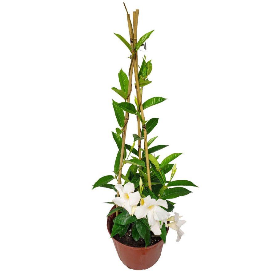 Mandevilla X White Trellis - View 6 from www redcrocus com