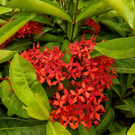Ixora Assorted Bush - View 10 from www redcrocus com