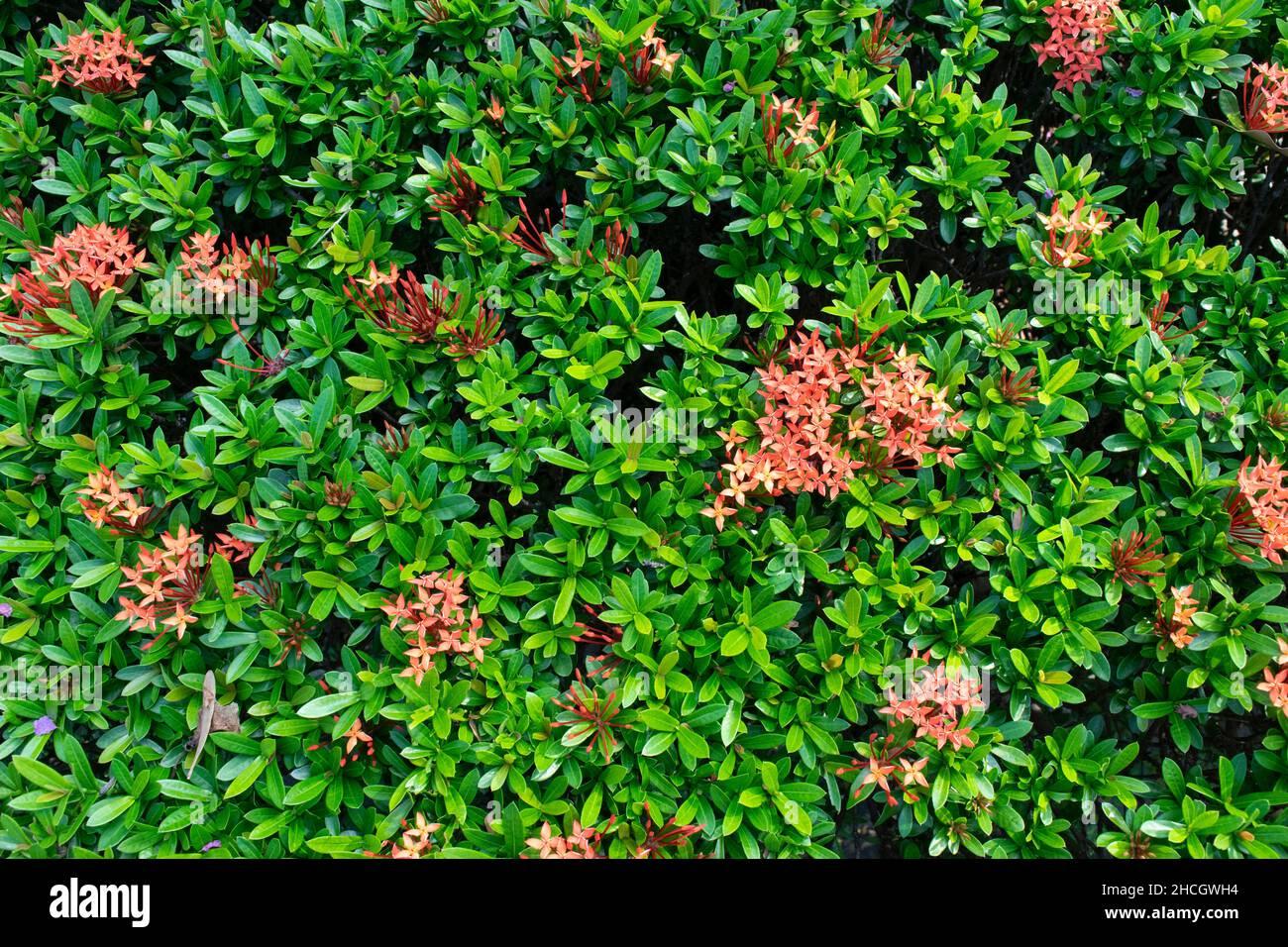 Ixora Assorted Bush - View 11 from www redcrocus com