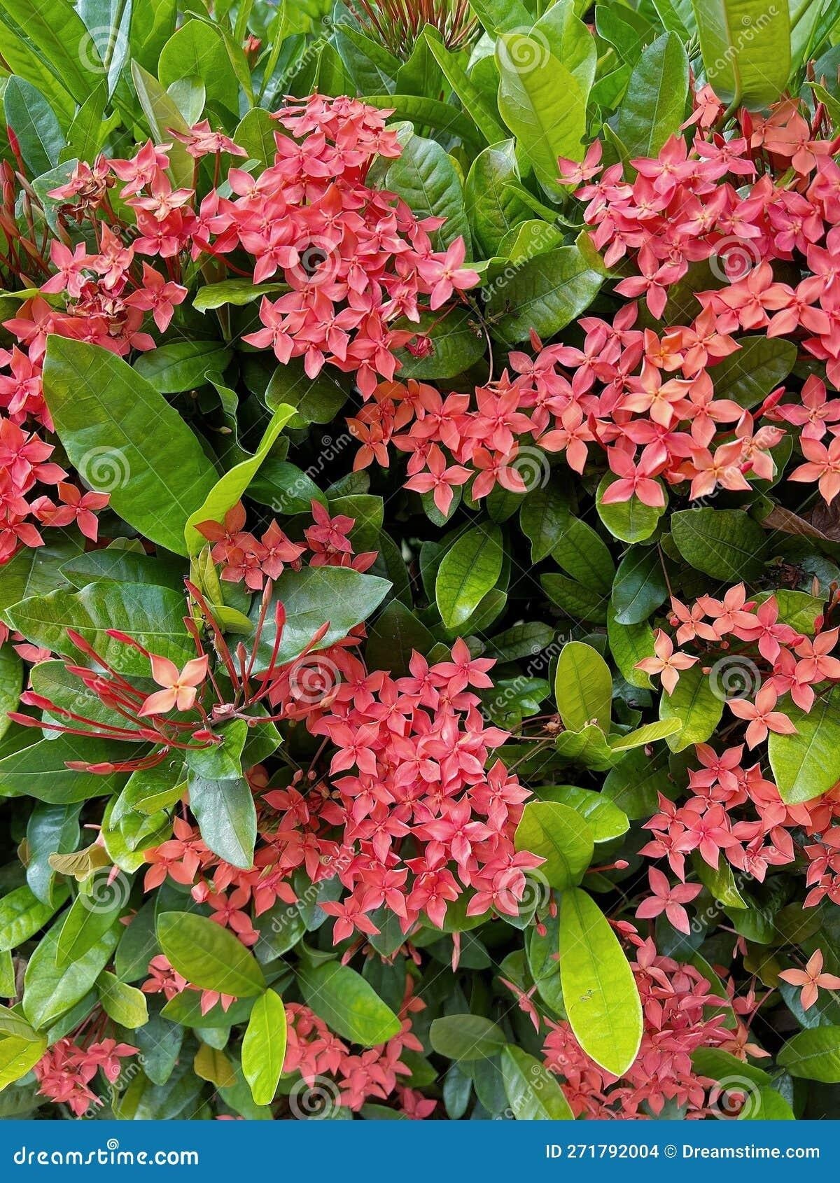 Ixora Assorted Bush - View 12 from www redcrocus com