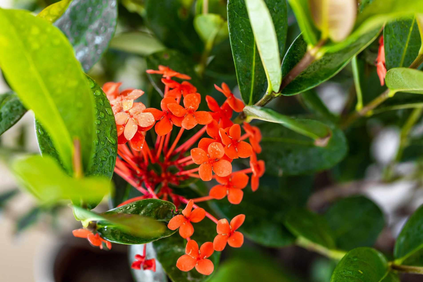 Ixora Assorted Bush - View 15 from www redcrocus com