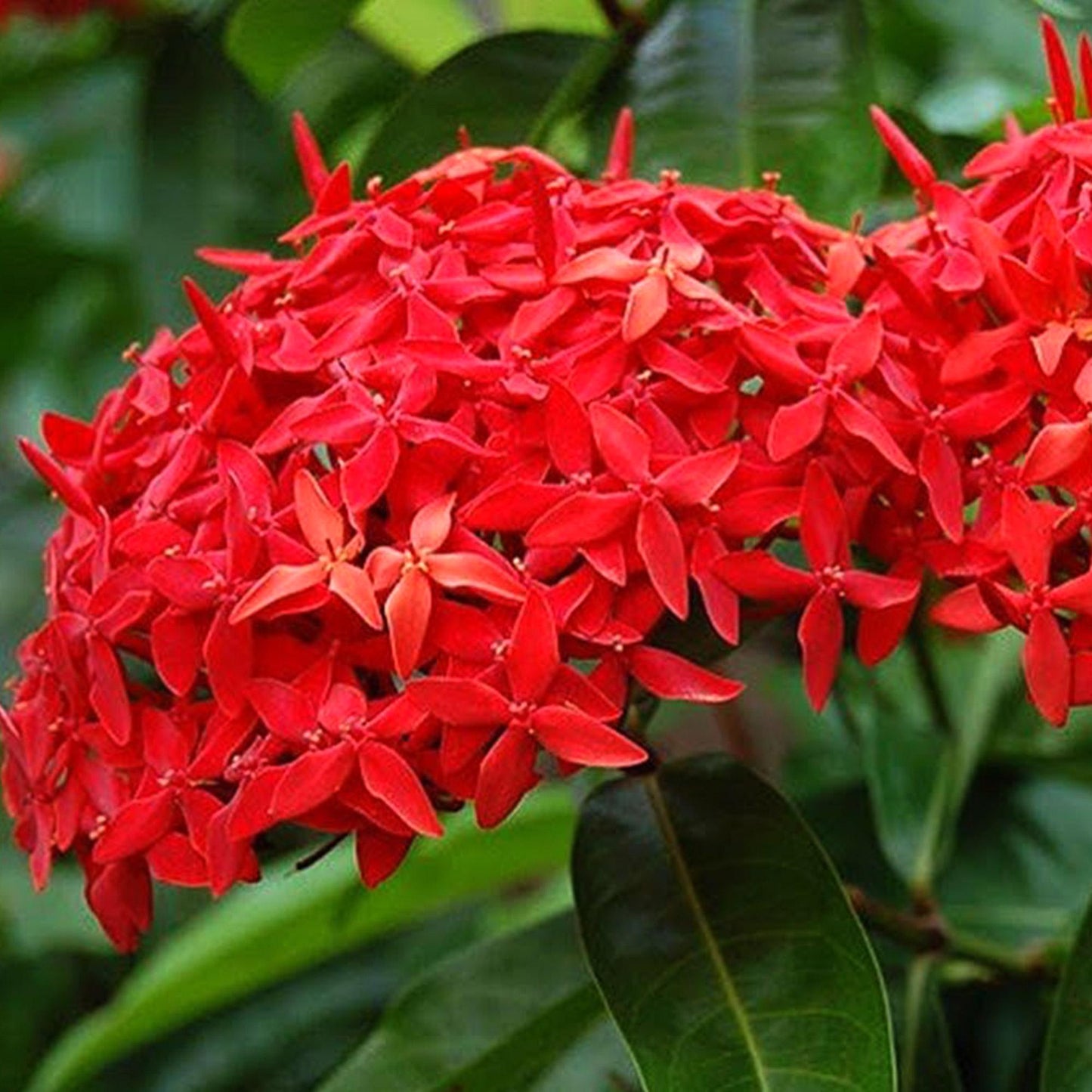 Ixora Assorted Bush - View 18 from www redcrocus com