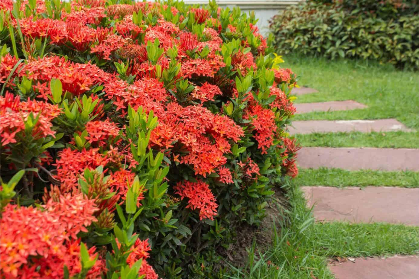 Ixora Assorted Bush - View 19 from www redcrocus com