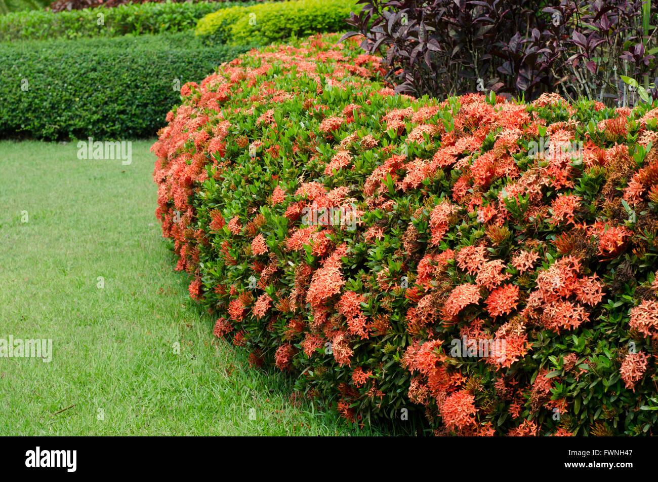 Ixora Assorted Bush - View 3 from www redcrocus com